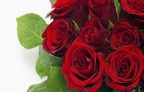 Sectarian Roses SORORITY WOMEN WHO HAVE WON MISS AMERICA AND MISS USA - Fraternity ...